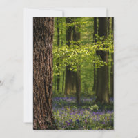 Forests | Bluebells in Belgium