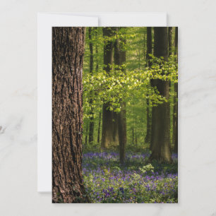 Forests   Bluebells in Belgium Thank You Card