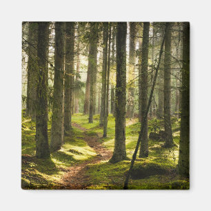 Forests Boreal Forest Sweden Magnet