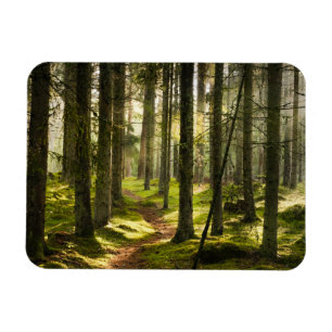 Forests Boreal Forest Sweden Magnet