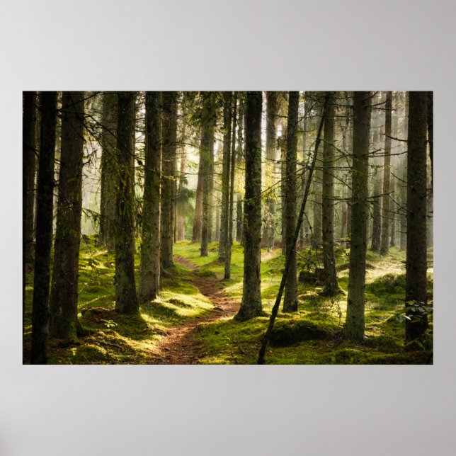 Forests | Boreal Forest Sweden Poster (Front)