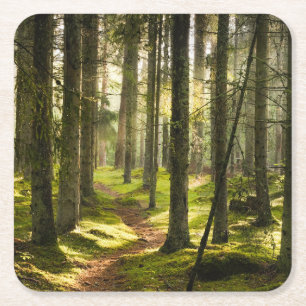 Forests Boreal Forest Sweden Square Paper Coaster