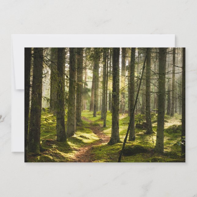 Forests | Boreal Forest Sweden Thank You Card (Front)