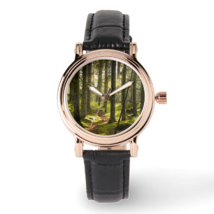 Forests   Boreal Forest Sweden Watch