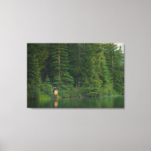 Forests Elk at Banff National Park Alberta Canvas Print