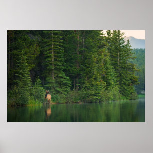 Forests   Elk at Banff National Park Alberta Poster