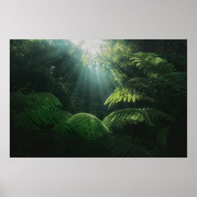 Forests | Ferns in Rainforest Poster (Front)