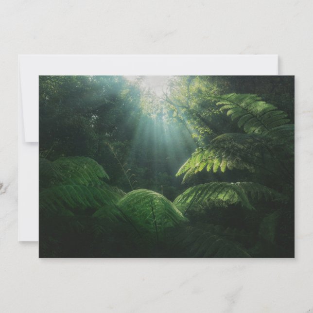 Forests | Ferns in Rainforest Thank You Card (Front)
