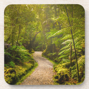 Forests Footpath Into Forest Coaster