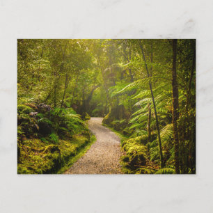 Forests   Footpath Into Forest Postcard