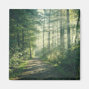 Forests Forest Path Hamburg Germany Magnet