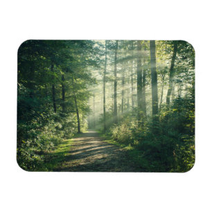 Forests Forest Path Hamburg Germany Magnet