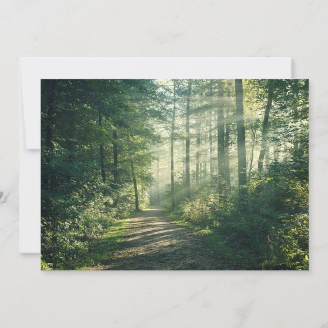 Forests | Forest Path Hamburg Germany Thank You Card (Front)