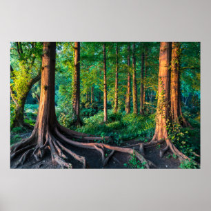 Forests Greenery & Woodland Poster