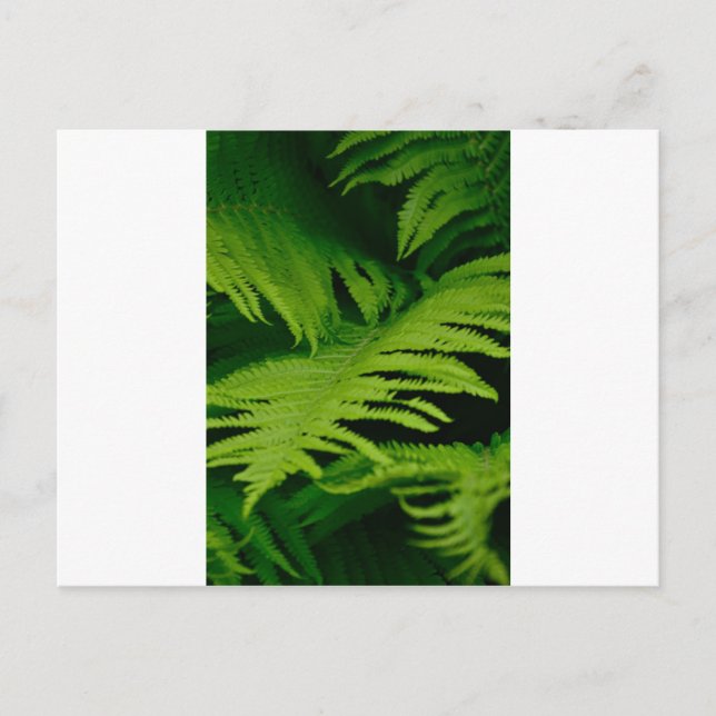 Forests & Jungles Postcard (Front)
