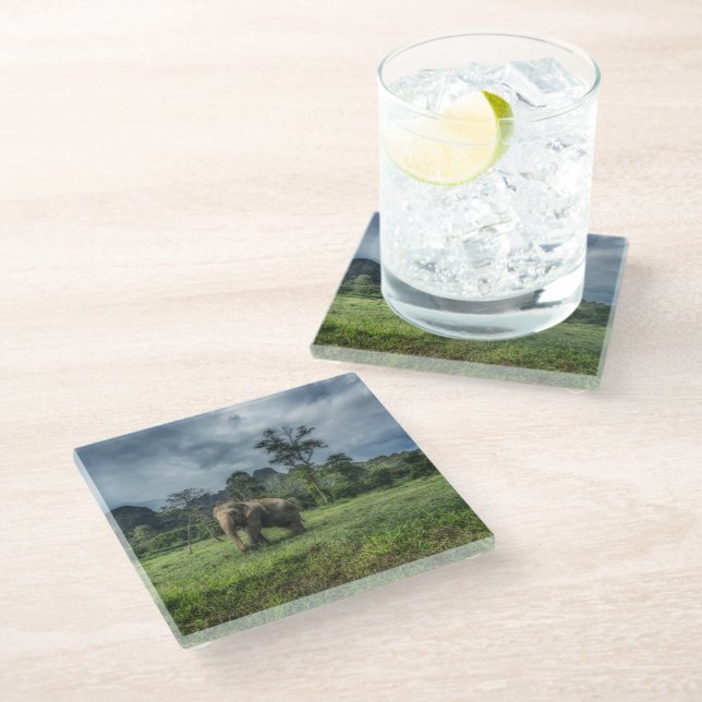 Forests | Kao Sok National Park Glass Coaster (Angled)