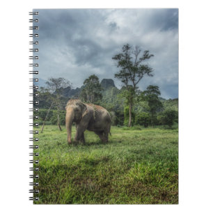 Forests   Kao Sok National Park Notebook
