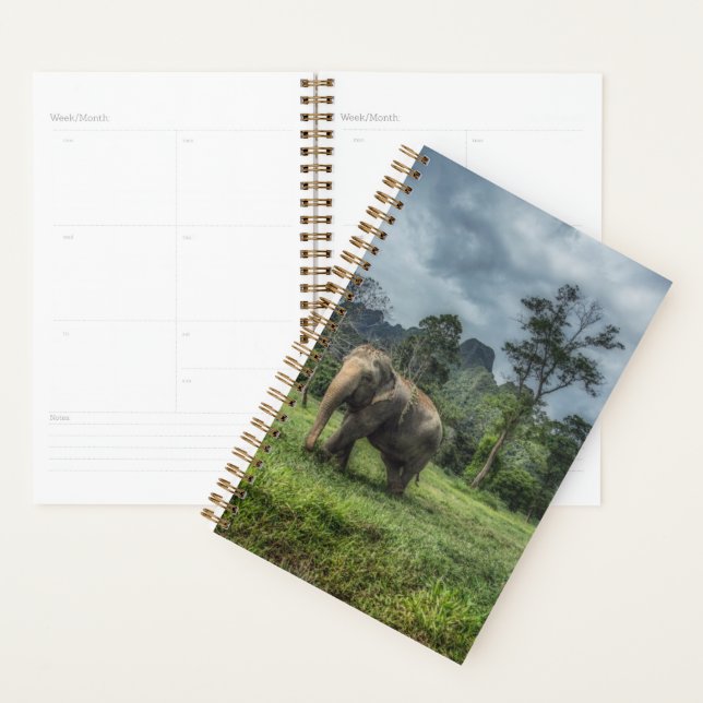 Forests | Kao Sok National Park Planner (Display)