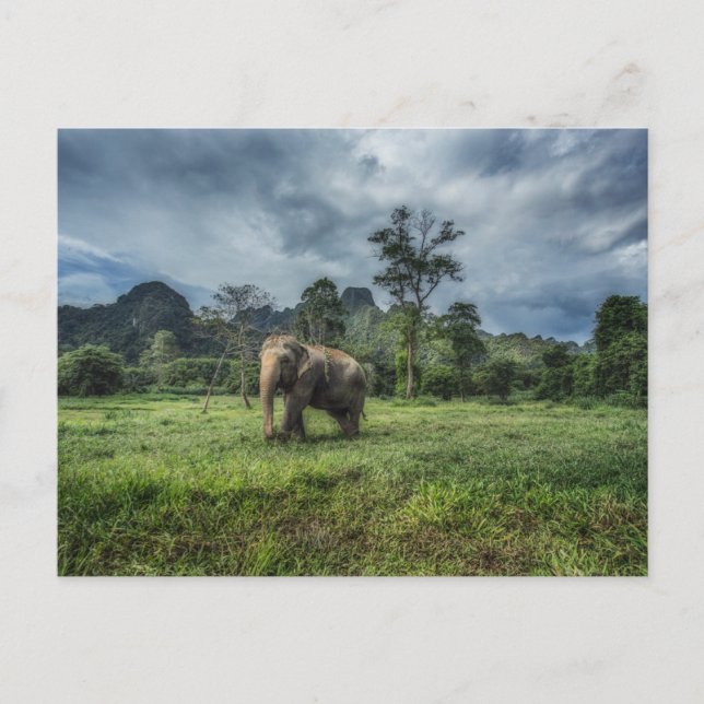 Forests | Kao Sok National Park Postcard (Front)