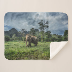Forests   Kao Sok National Park Sherpa Blanket