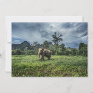 Forests Kao Sok National Park Thank You Card