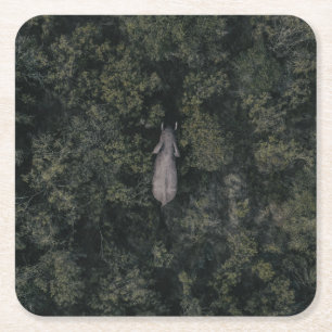 Forests   Lalibela Game Reserve Square Paper Coaster