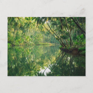 Forests   Mangrove Forest Postcard