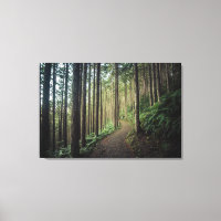 Forests | Mountains of Wakayama Japan