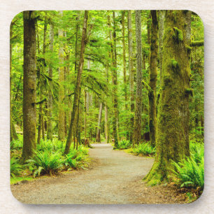 Forests Olympic National Park Coaster