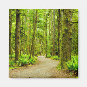 Forests   Olympic National Park Magnet