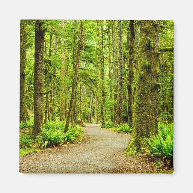 Forests | Olympic National Park Magnet (Front)