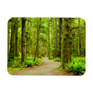 Forests   Olympic National Park Magnet