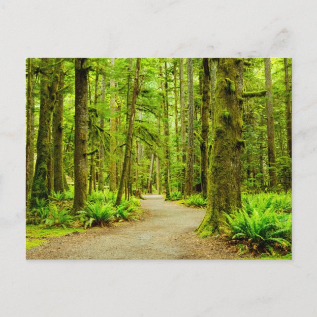 Forests | Olympic National Park Postcard (Front)