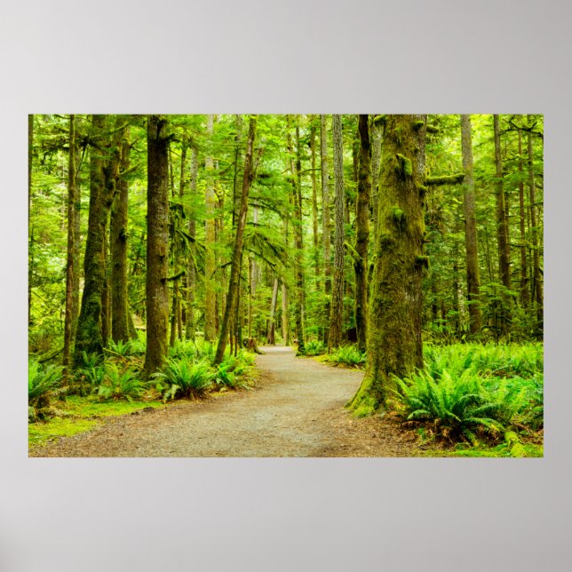 Forests | Olympic National Park Poster (Front)