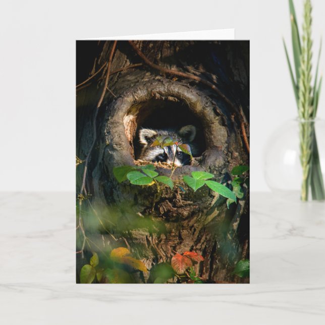 Forests | Racoon Peeking Card (Front)