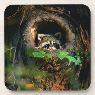 Forests Racoon Peeking Coaster