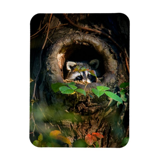 Forests | Racoon Peeking Magnet (Vertical)