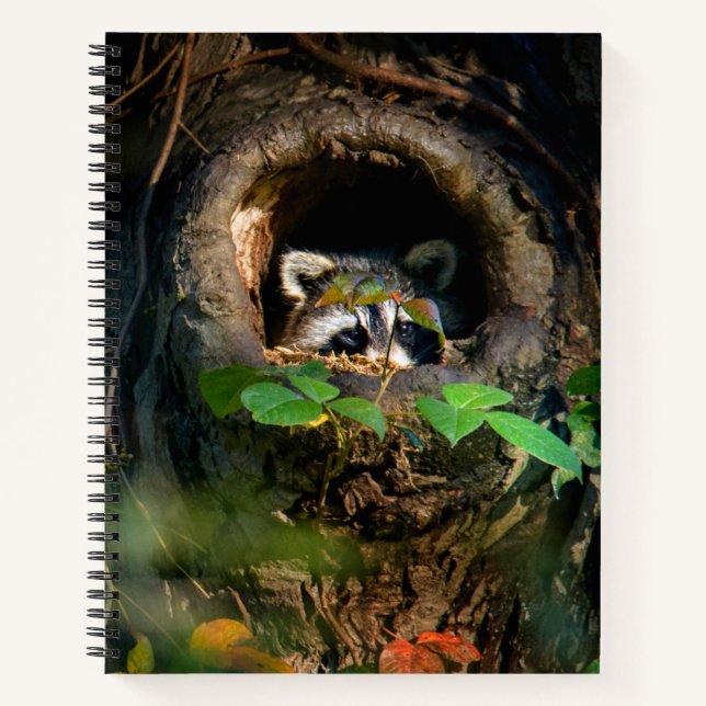 Forests | Racoon Peeking Notebook (Front)