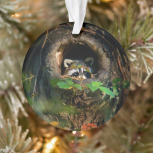 Forests   Racoon Peeking Ornament