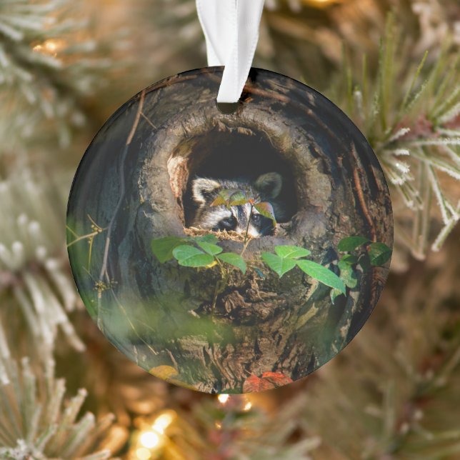 Forests | Racoon Peeking Ornament (Tree)