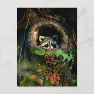 Forests   Racoon Peeking Postcard