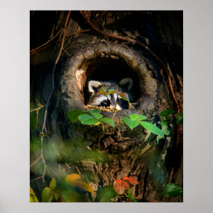 Forests Racoon Peeking Poster