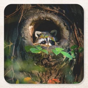 Forests Racoon Peeking Square Paper Coaster