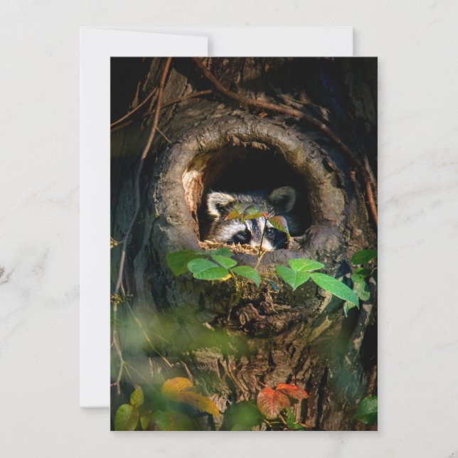 Forests | Racoon Peeking Thank You Card (Front)