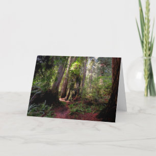 Forests Redwood Forest California Card