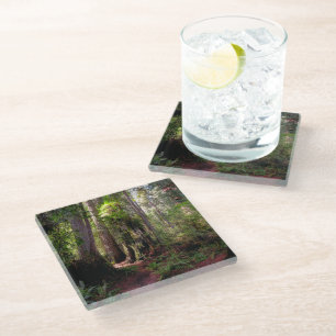 Forests   Redwood Forest California Glass Coaster