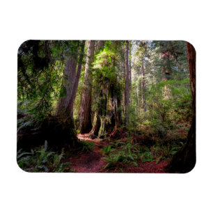Forests Redwood Forest California Magnet