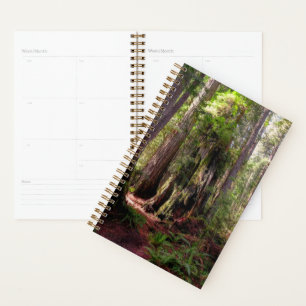 Forests Redwood Forest California Planner