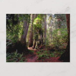Forests   Redwood Forest California Postcard