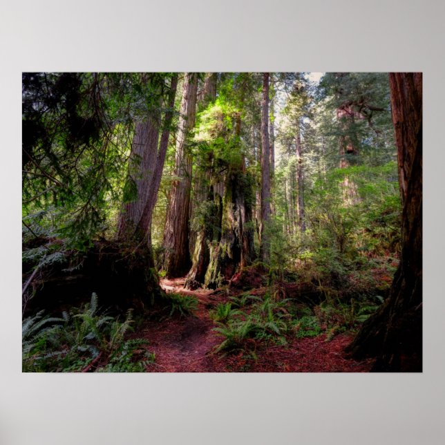Forests | Redwood Forest California Poster (Front)